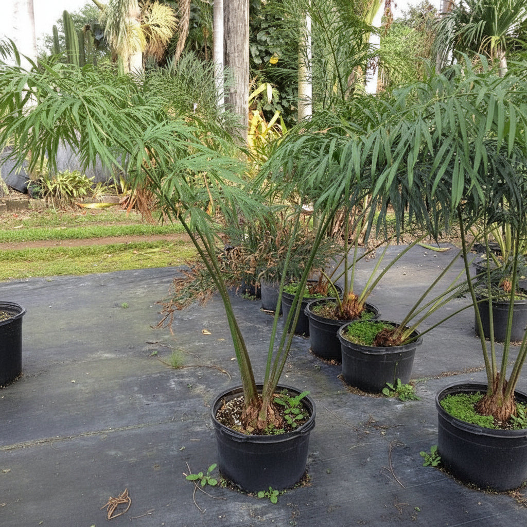 Cycas Debaoensis, Debao Fern, Split Leaf Cycad