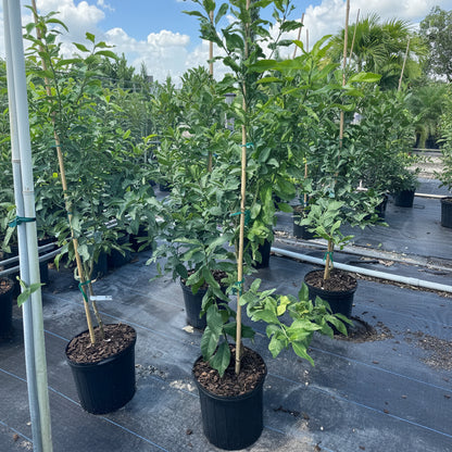 Citrus lemon tree in nursery pot