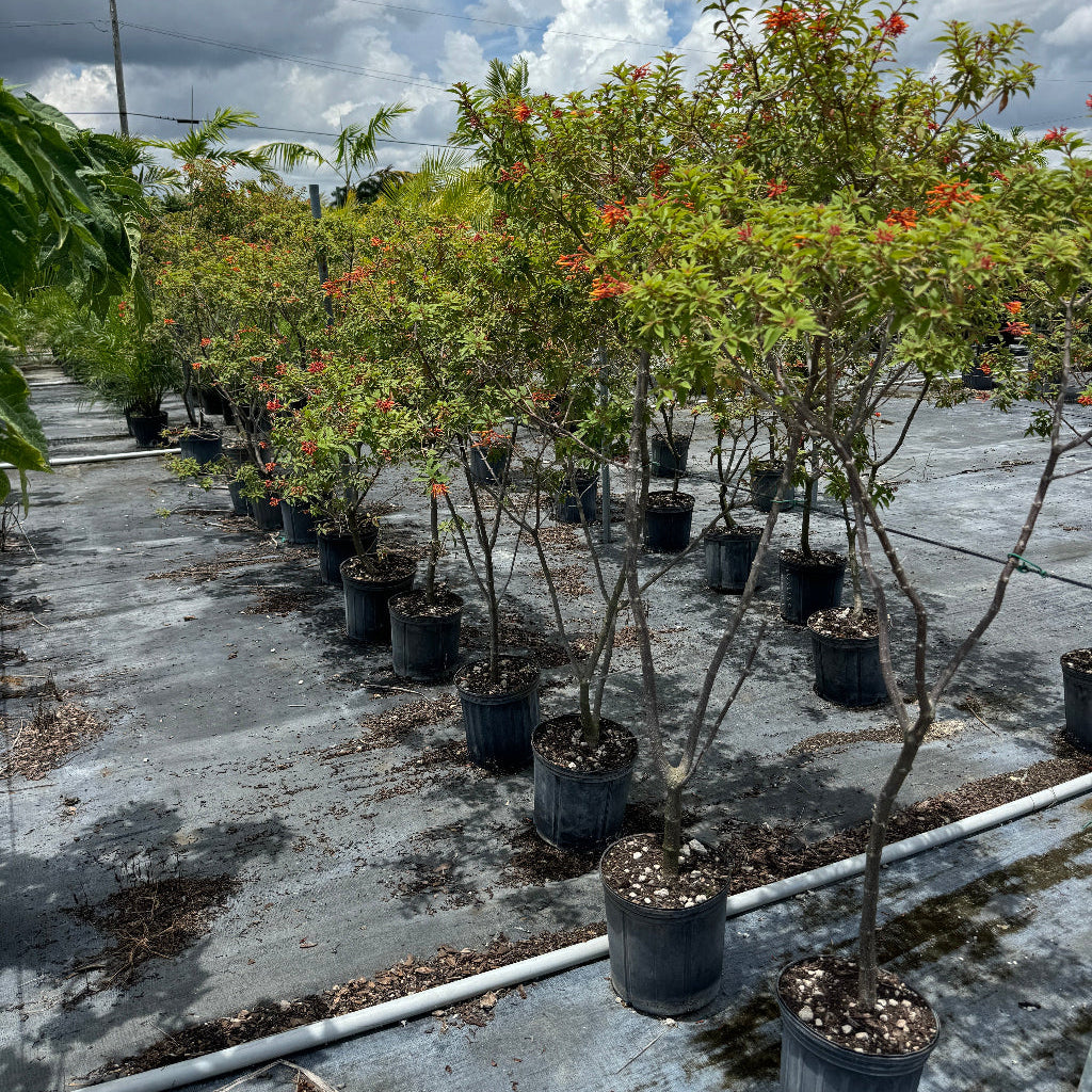 Firebush plants featuring lush green leaves and distinctive tubular orange flowers, growing in black nursery pots