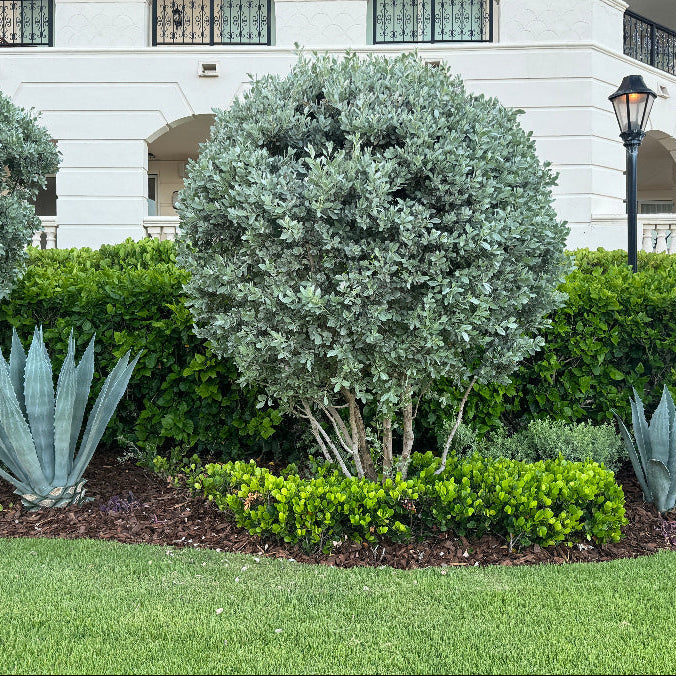 Bush Form Explore Our Silver Buttonwood Bush Form | Eureka Farms