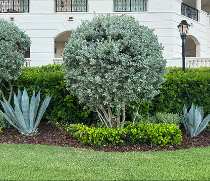 plants for front of house in florida Explore Our Silver Buttonwood Tree Form