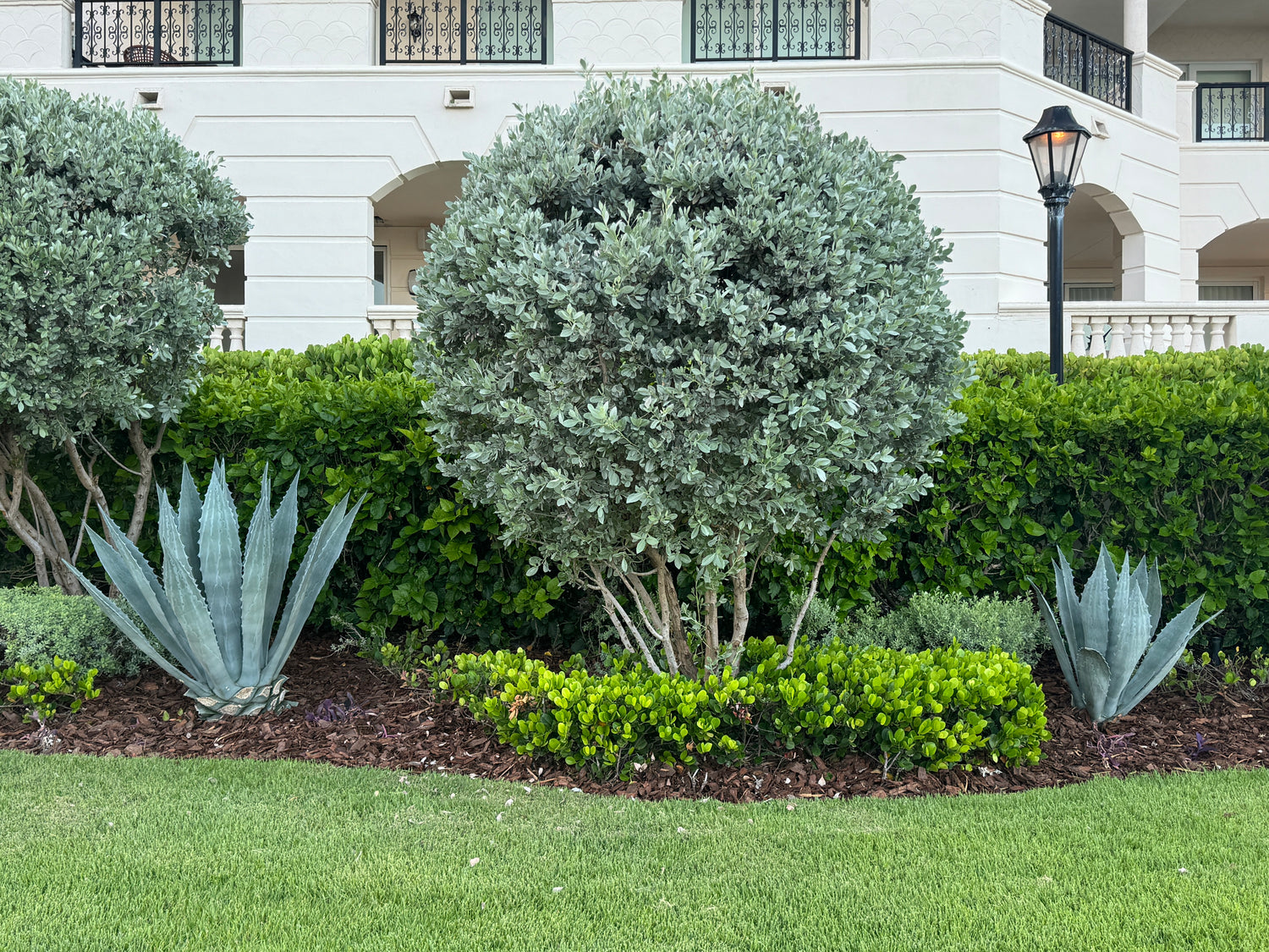 Silver Buttonwood Tree Form, Florida Landscape Tree