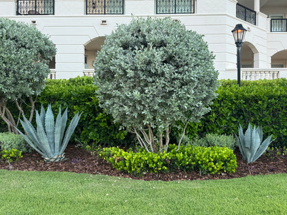 Silver Buttonwood Tree Form, Florida Landscape Tree