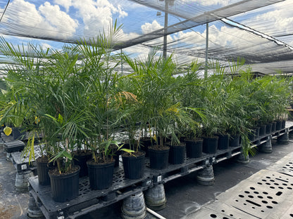 Bamboo Palm, Chamaedorea Seifrizii Live Plant Air Purifier