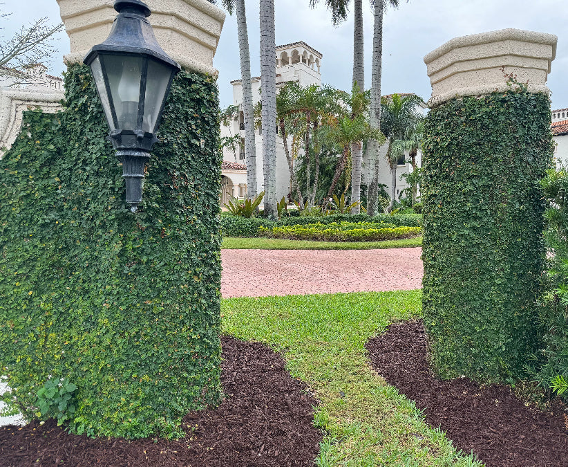 Ficus Pumila, Creeping Fig Ivy