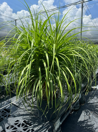 Ponytail Palm Bonsai, Elephant&