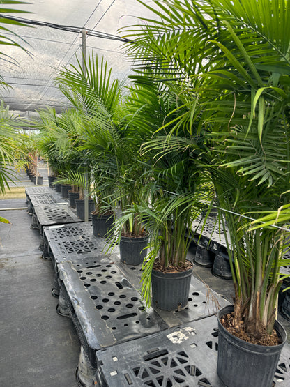 Majesty Palm, Ravenea Rivularis Live Indoor Plant