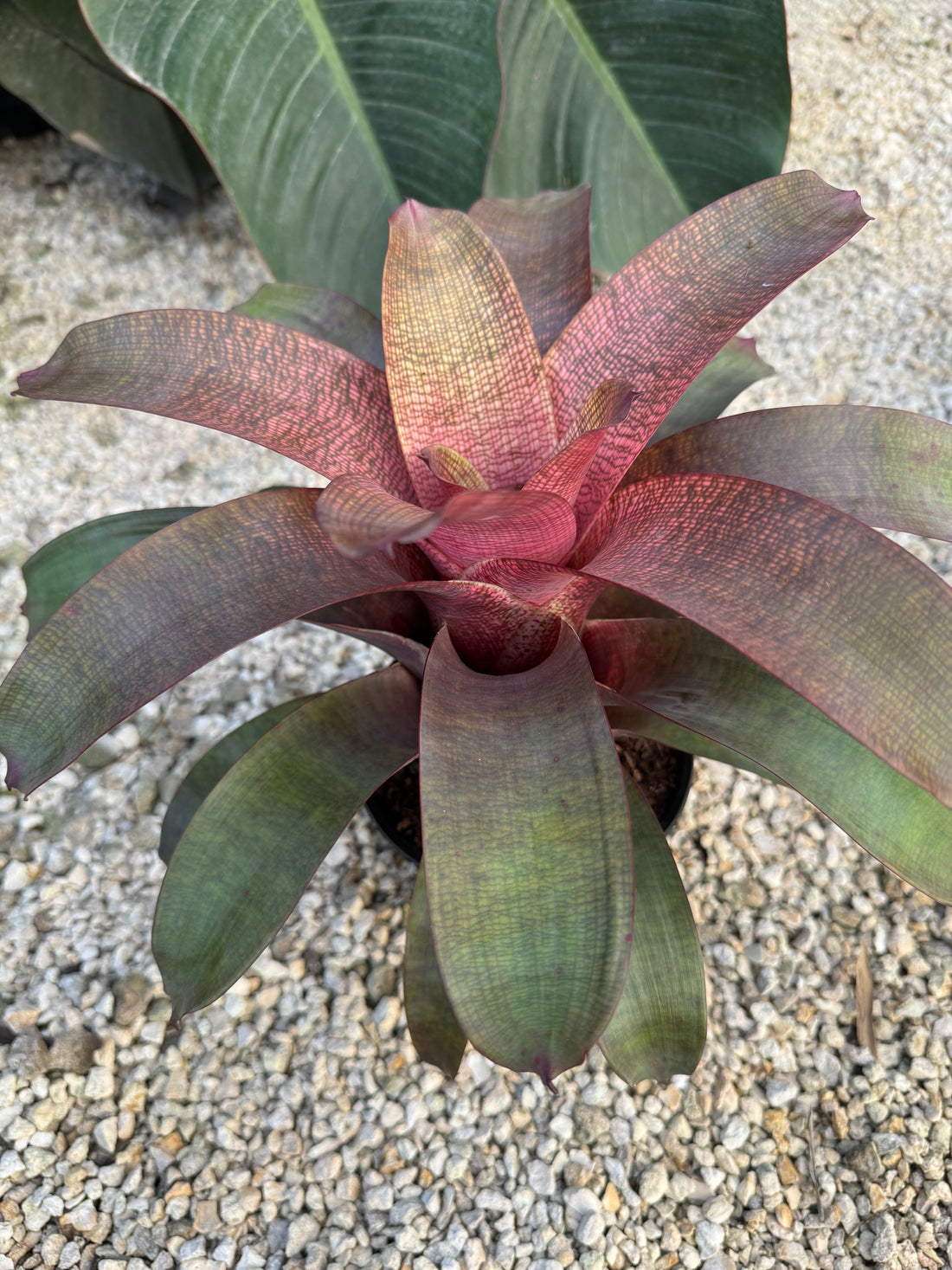 Bromeliad, Neoregelia Sherlette Shiigi