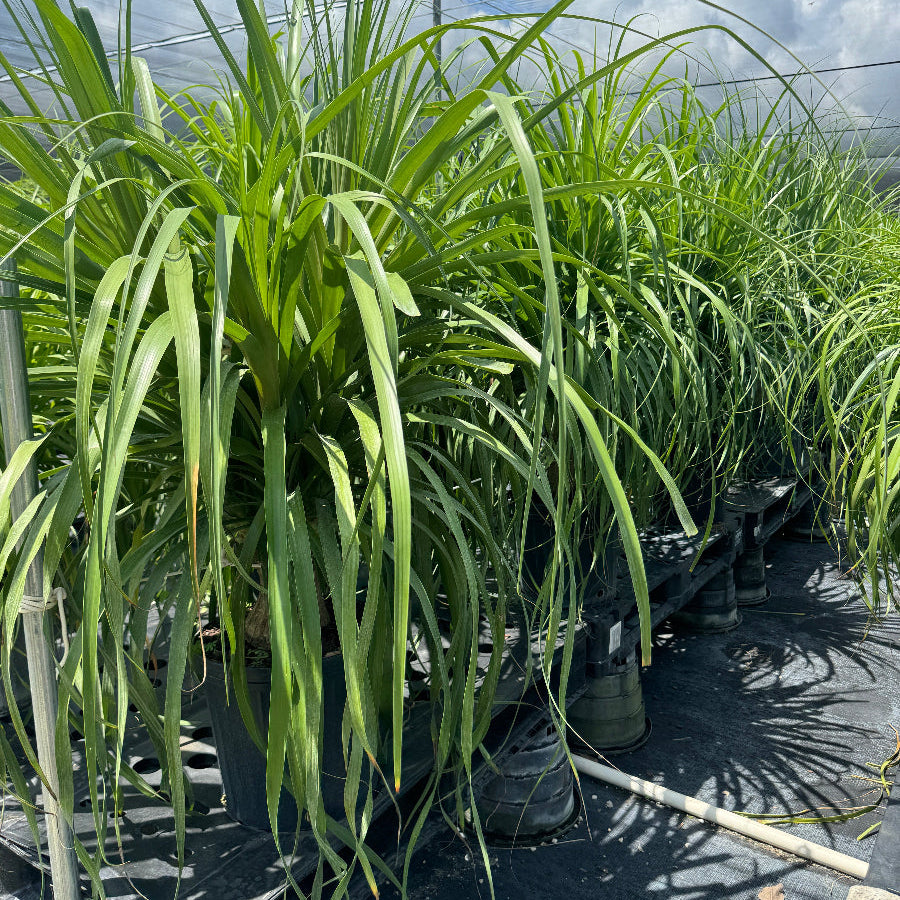 ponytail palm hardiness zone 8 Premium Palm Ponytail Mexican Collection