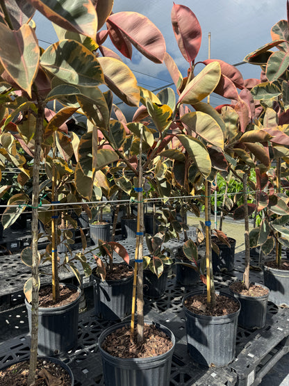 Ficus Ruby Tree Form Multibranch, Rubber Tree Live Plant