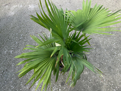Kerriodoxa Elegans Palm Tree, Rare and Exotic
