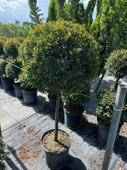 Topiary Eugenia 1-Ball Tree Form