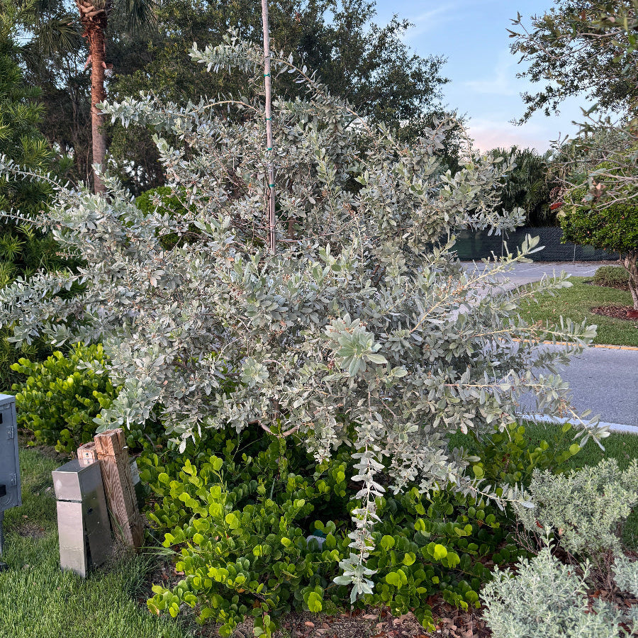 Bush Form Explore Our Silver Buttonwood Bush Form | Eureka Farms