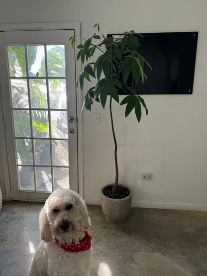 Money Tree Single Trunk, Tree Form, Pachira Aquatica Character