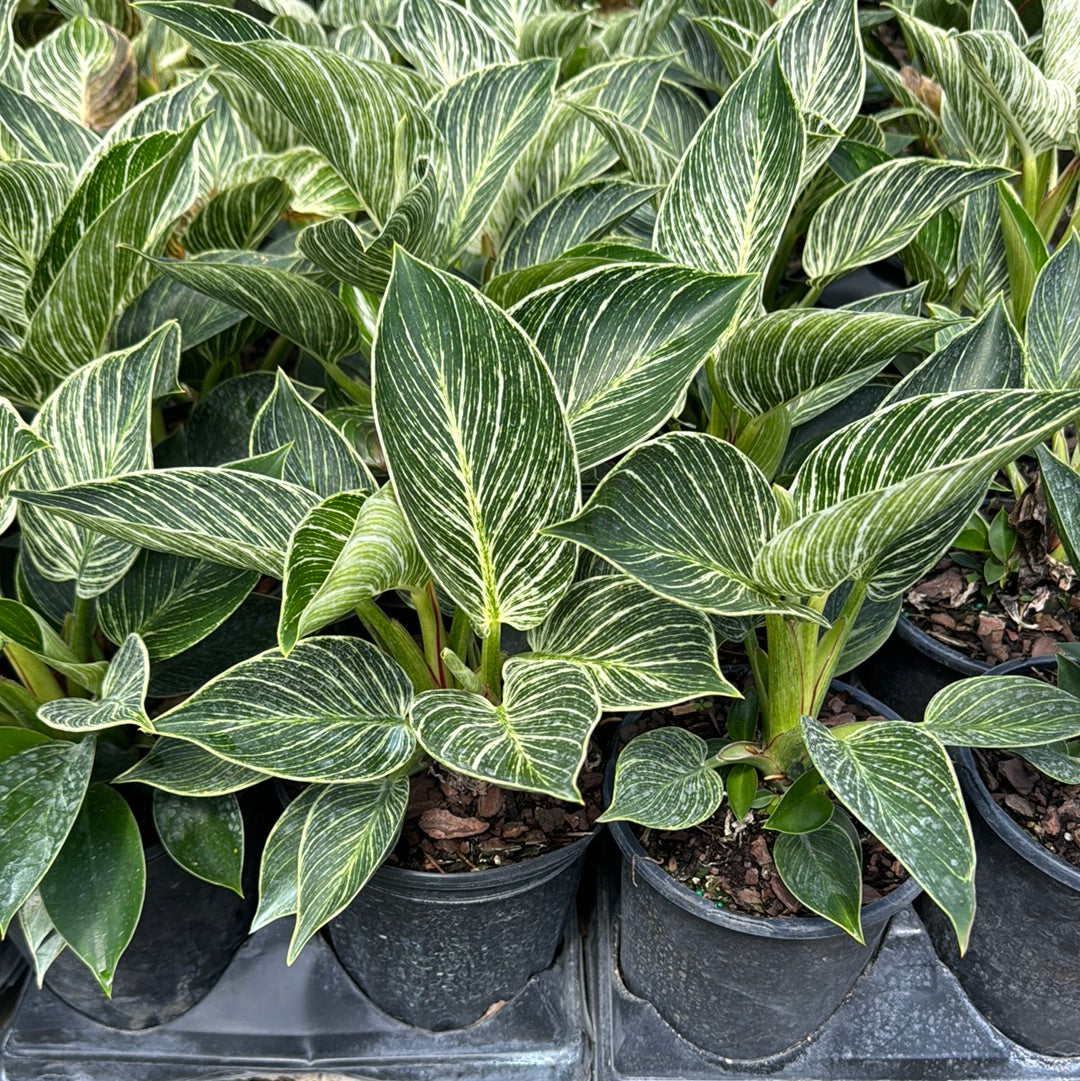 Philodendron Birkin, White Stripe Leaves