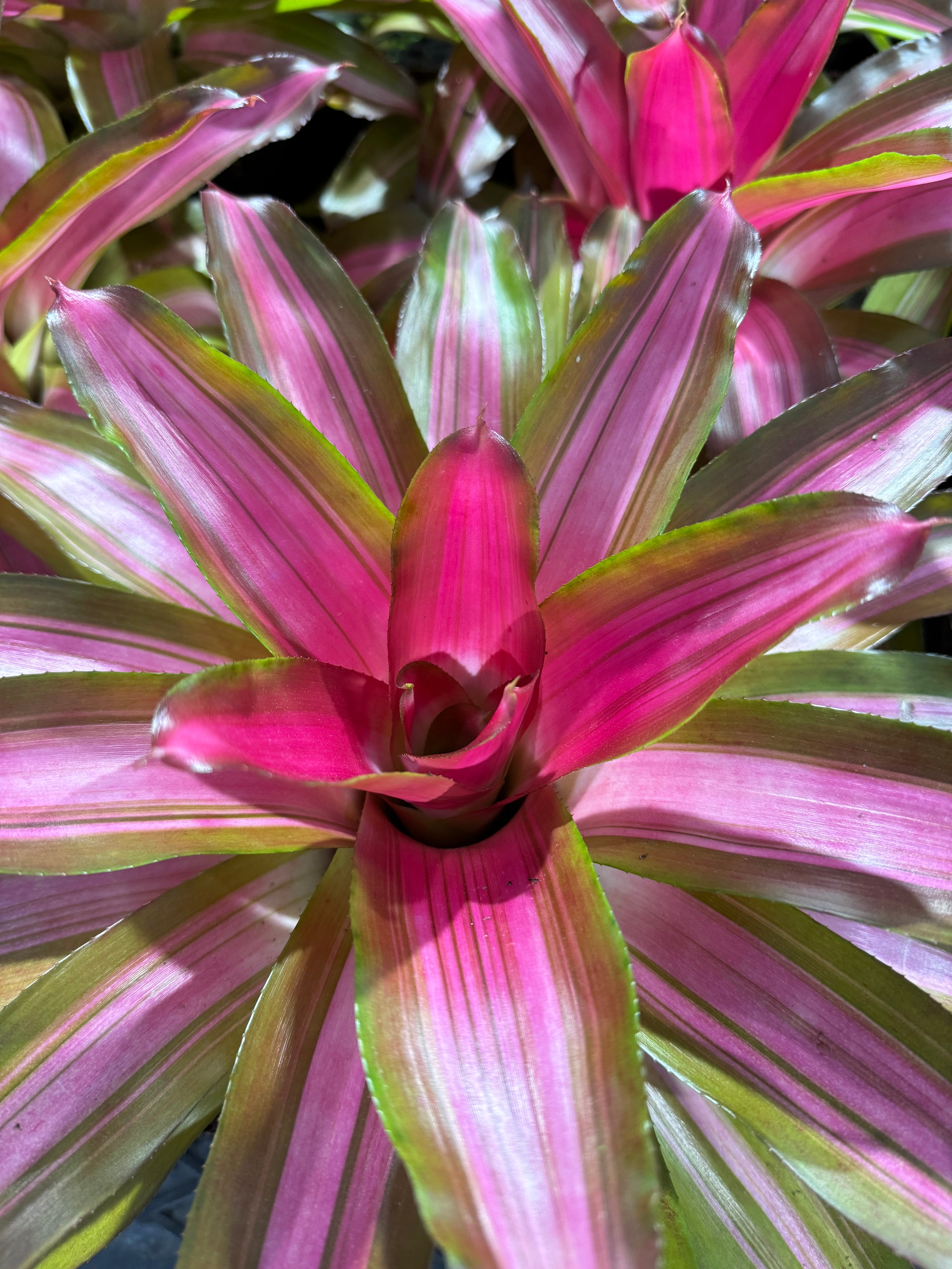 Bromeliad, Neoregelia Tricolor