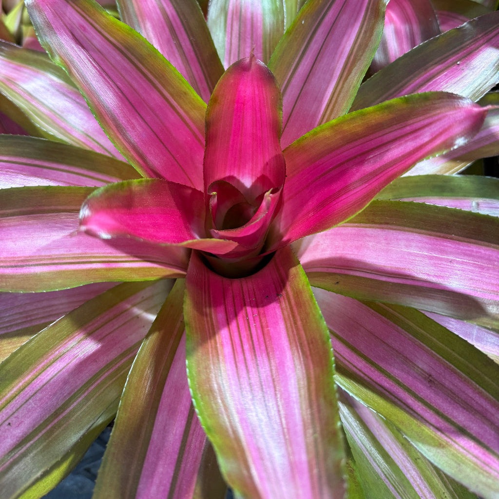 Bromeliad Neoregelia Tricolor, Impressive Hues of Green, Cream and Pink