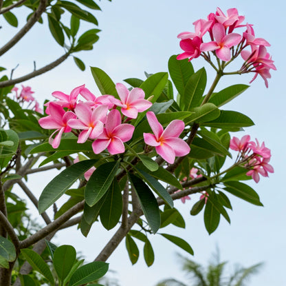 Plumeria Rubra Pink Orchid Flowering Tree