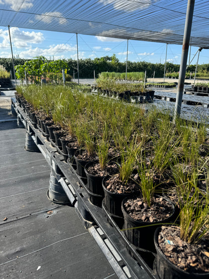 New Zealand Wind Grass