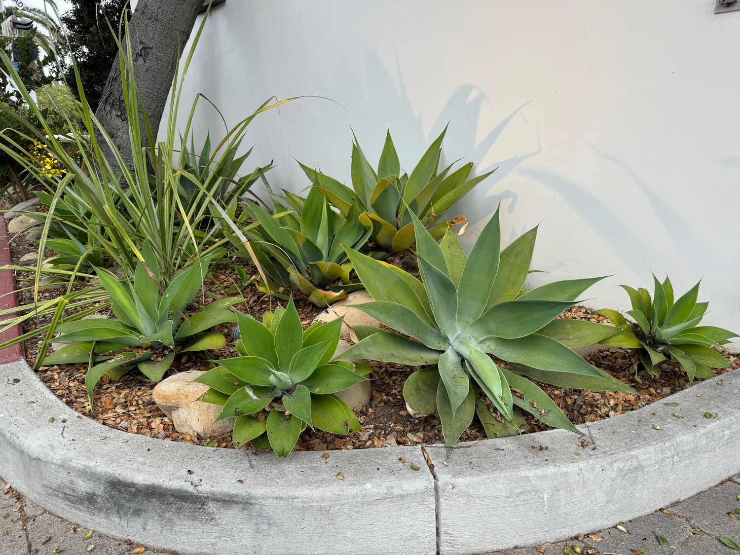 Agave Attenuata Spineless Century Plant, Soft Tip Agave