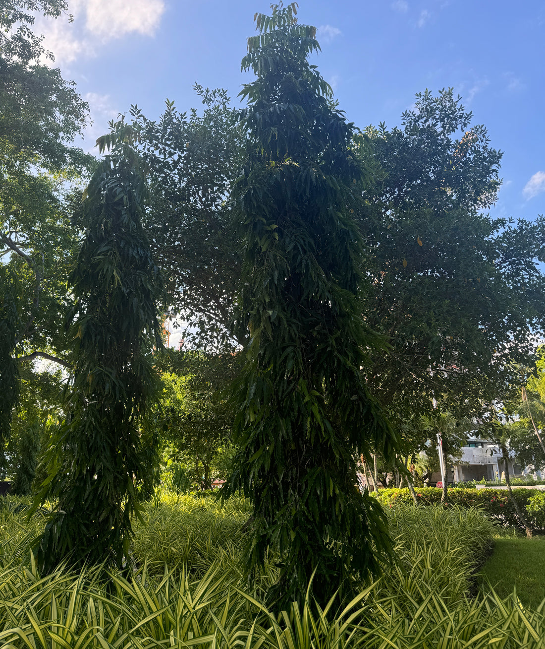 Mast Tree, Sorrowless Tree, False Ashoka