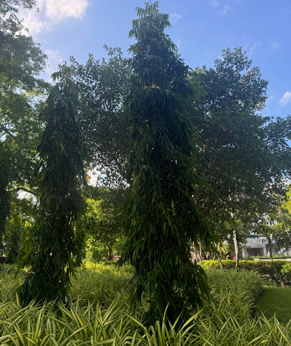 Mast Tree, Sorrowless Tree, False Ashoka