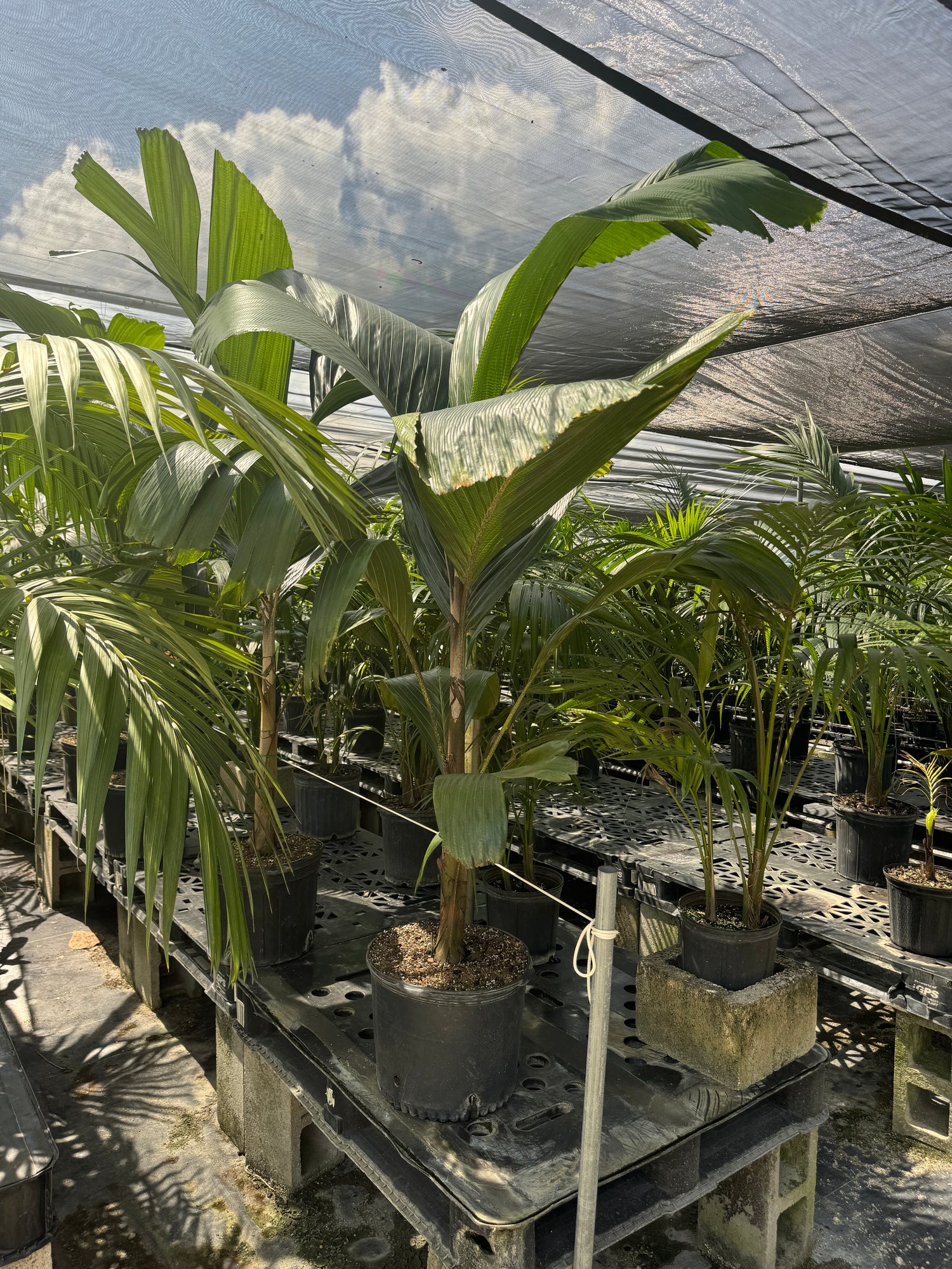 island palm plant Latanier Obi Island Thief Palm Tree, Rare and Exotic