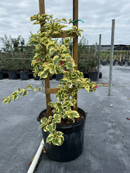 Bougainvillea Pink Pixie Queen, Variegated Red Flowering Tree Trellis