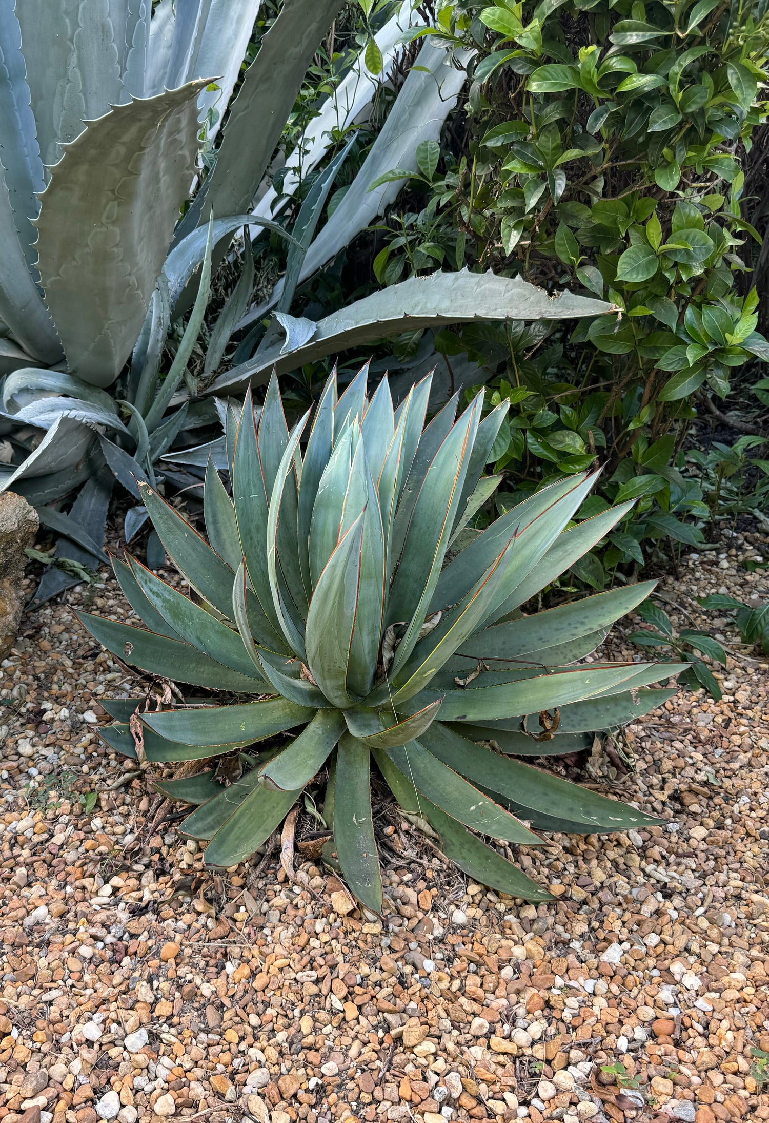 Agave Blue Glow