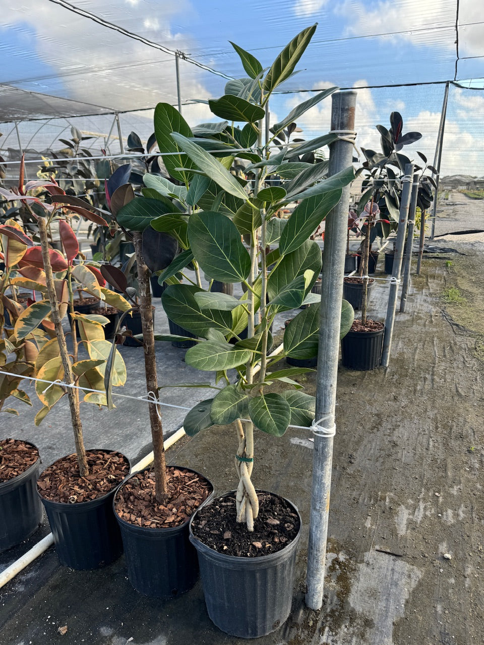Braided Ficus Audrey Tree Form Multi Stem, Bengal Fig