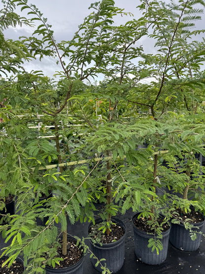 Tart Tamarind Fruit Tree, Tamarindus indica