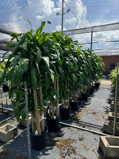 Dracaena Mass Cane Corn Plant Massangeana, 3 Stems Staggered