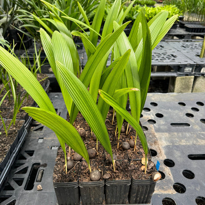 Joey Palm Slender, Johannesteijsmannia Lanceolata