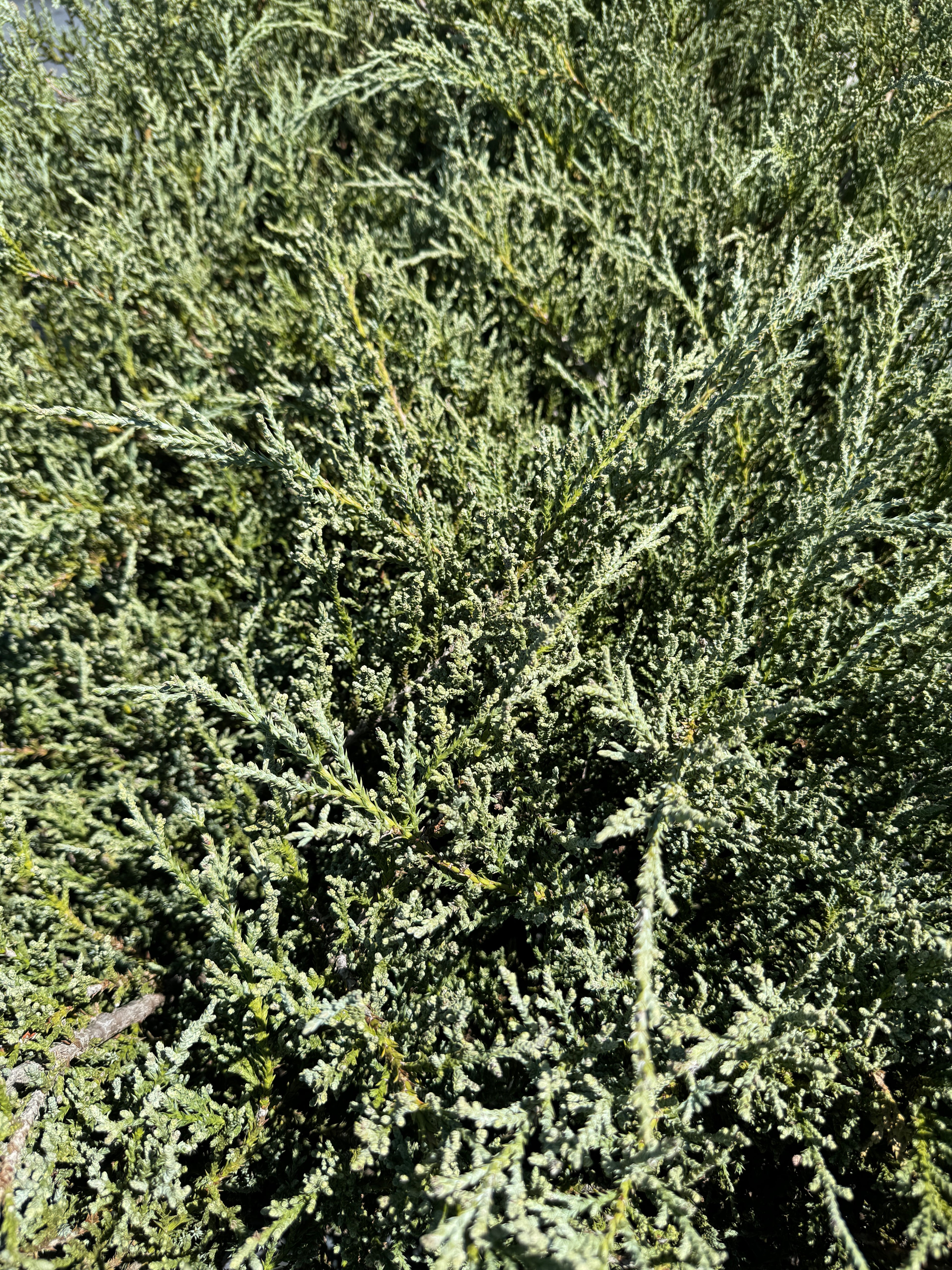 Bar Harbor Juniper Shrub, Compact Evergreen