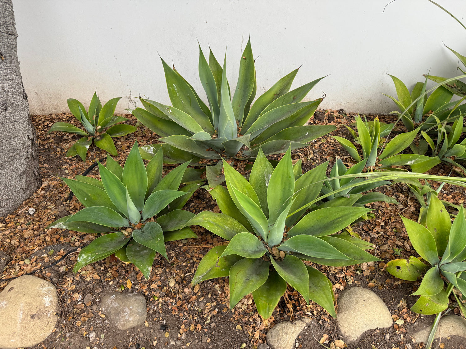 Agave Attenuata Spineless Century Plant, Soft Tip Agave