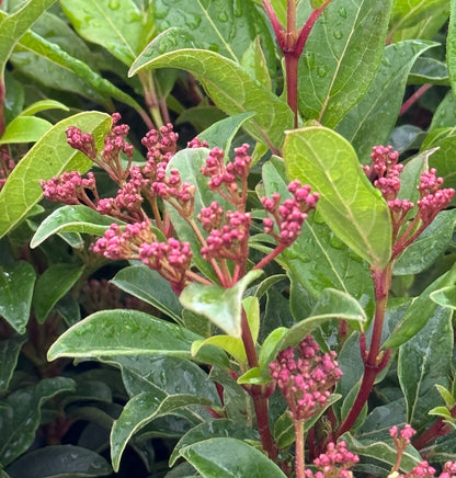 Viburnum Spring Bouquet, Flowering Shrub