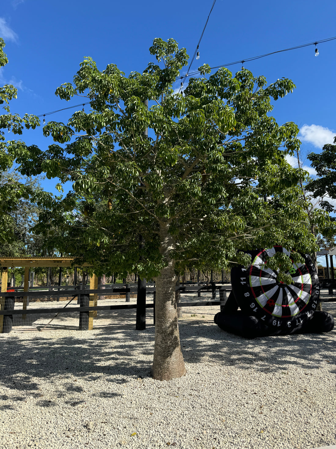 Queensland Bottle Tree, Brachychiton Rupestris