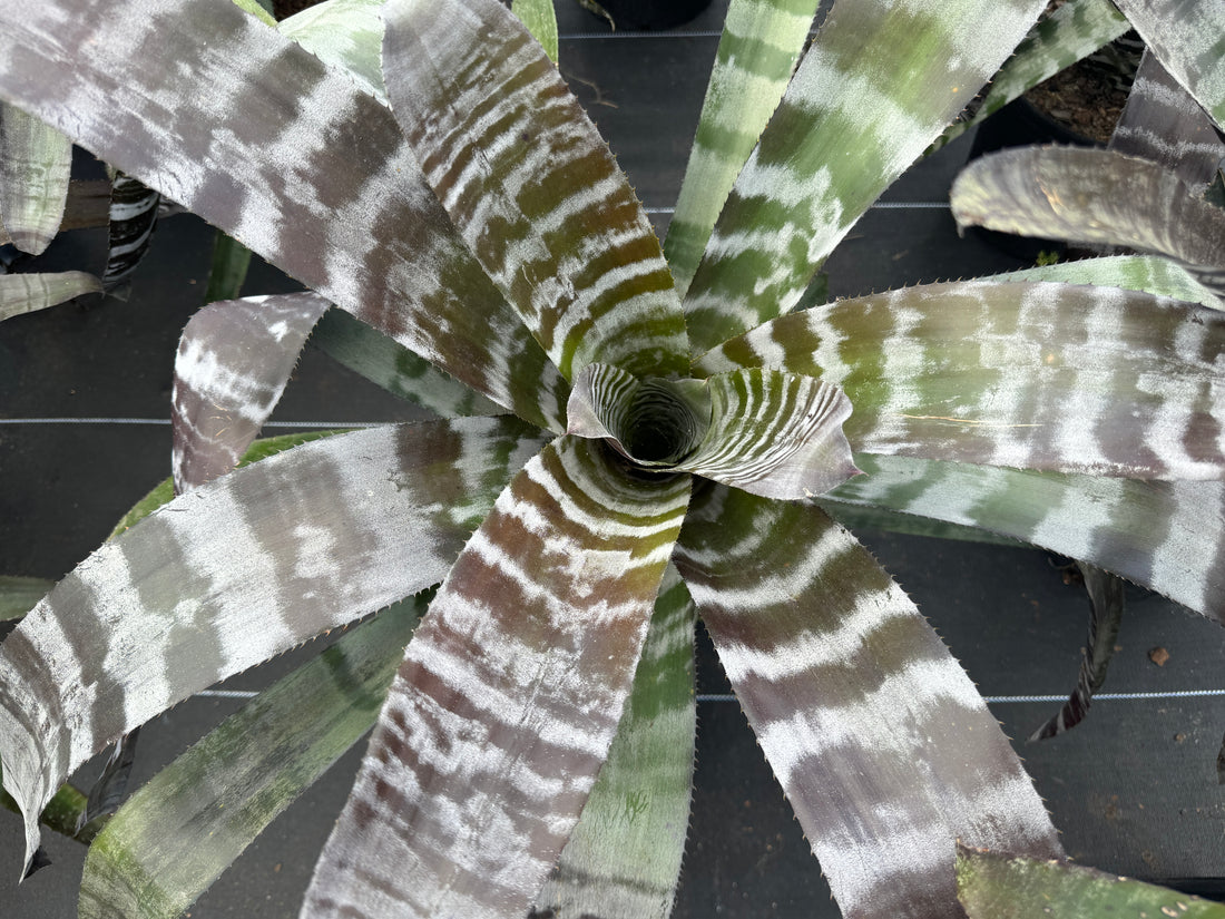 Bromeliad Aechmea Chantinii &