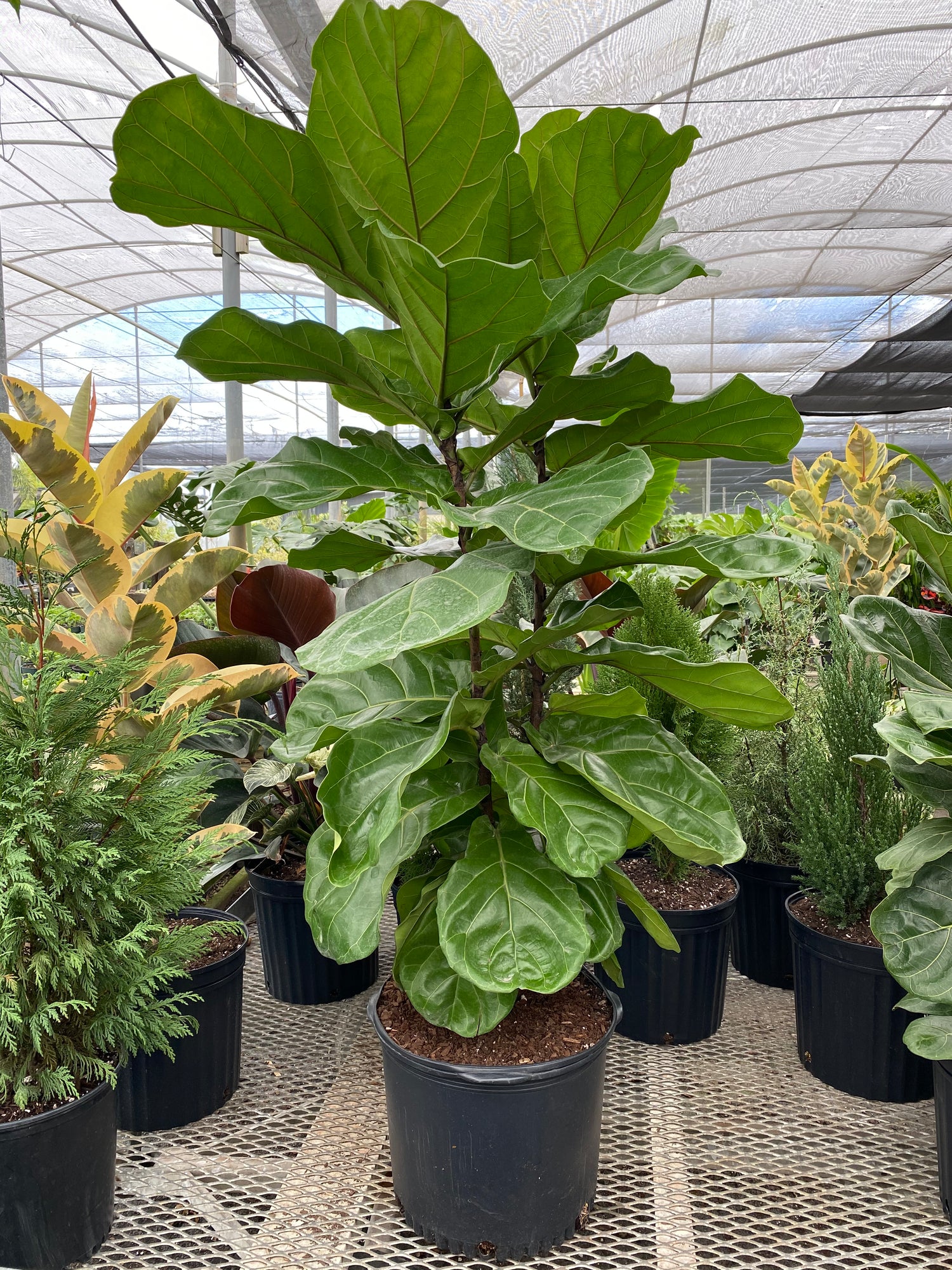 Ficus Lyrata Bush Form, Fiddle Leaf Fig Tree