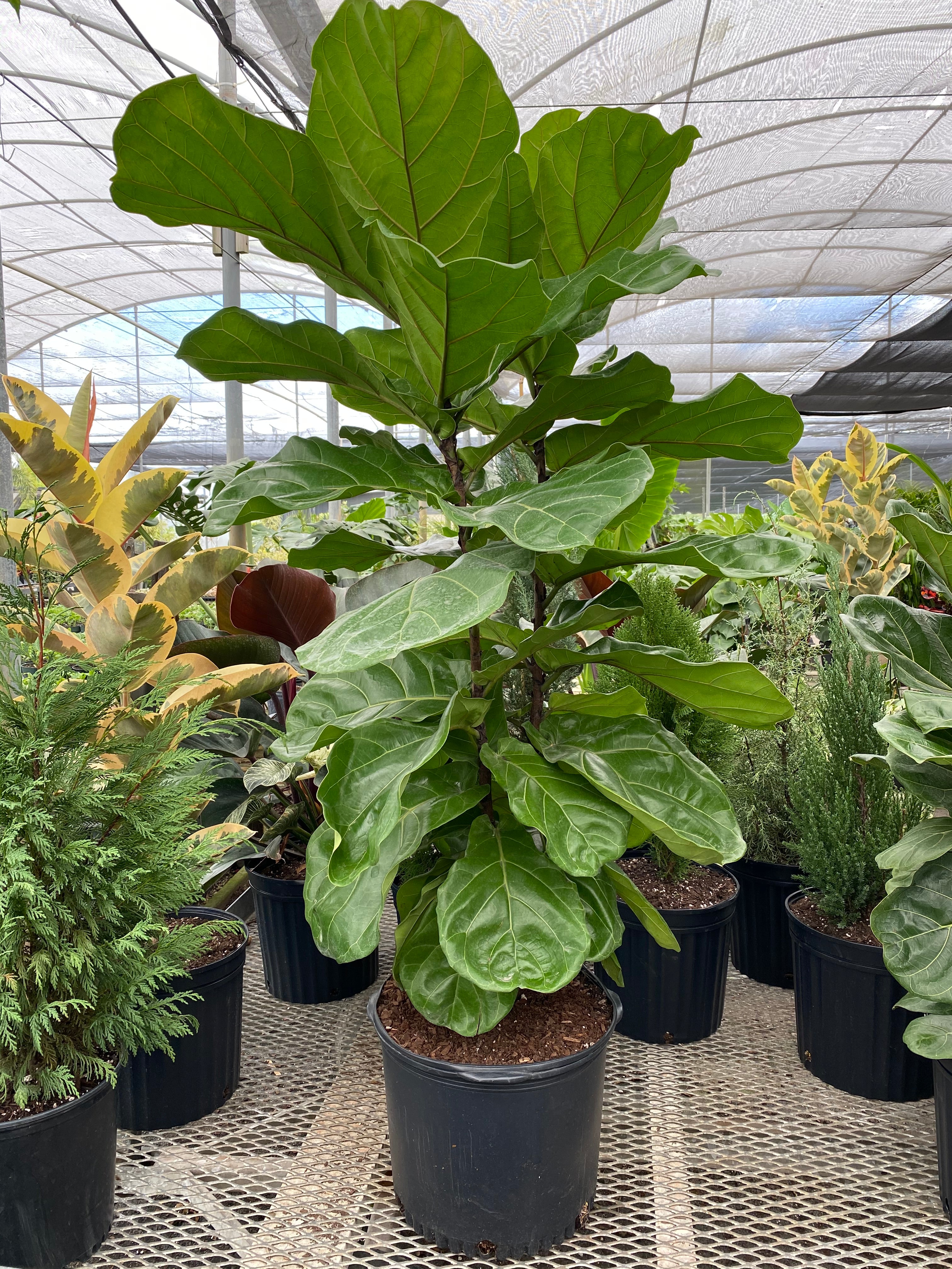 Ficus Lyrata Bush Form, Fiddle Leaf Fig Tree