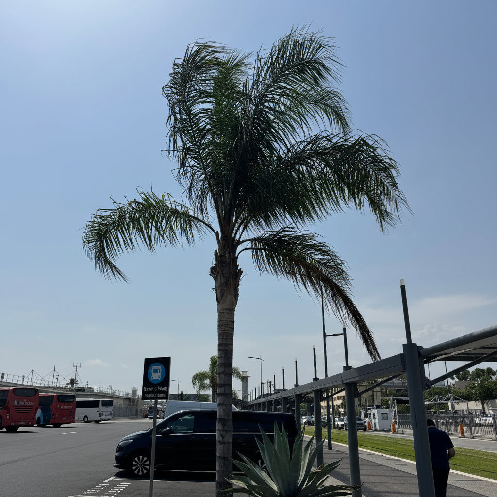 Mule Palm A tall palm tree planted in a landscaped roadside median.