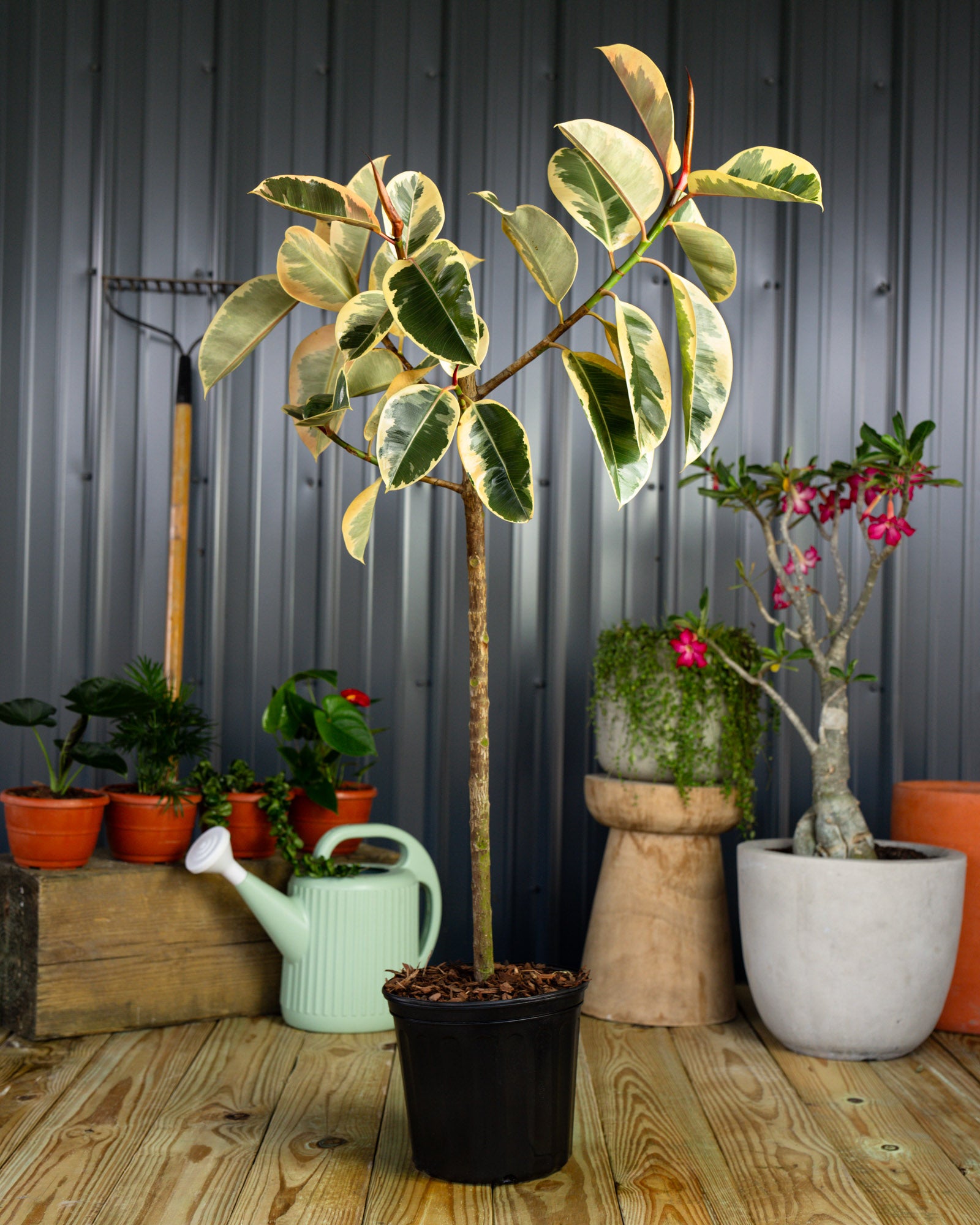 Ficus tineke tree form Potted plants on a wooden floor with a gray wall background