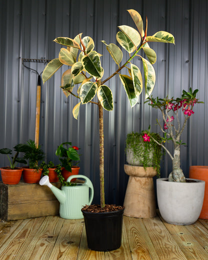 Ficus tineke tree form Potted plants on a wooden floor with a gray wall background