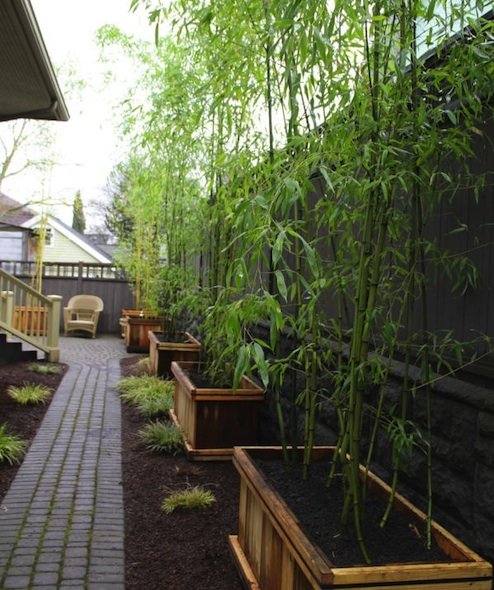 Silverstripe Bamboo Bambusa multiplex