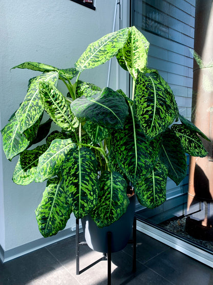 dieffenbachia familia Dieffenbachia Reflector Dumb Cane Variegated