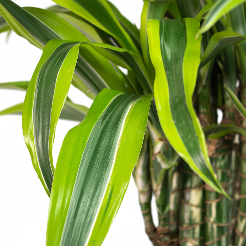A potted Dracaena Warneckii, also known as Lemon Lime Dragon Tree, with long green leaves striped with yellow margins, placed on a wooden surface against a white background.