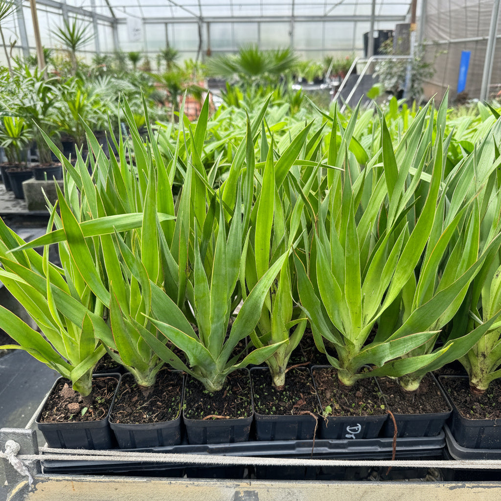 Dracaena Draco Canary Islands Dragon Tree, Drago