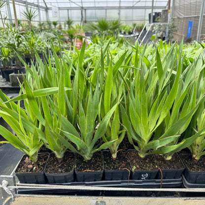 Dracaena Draco Canary Islands Dragon Tree, Drago