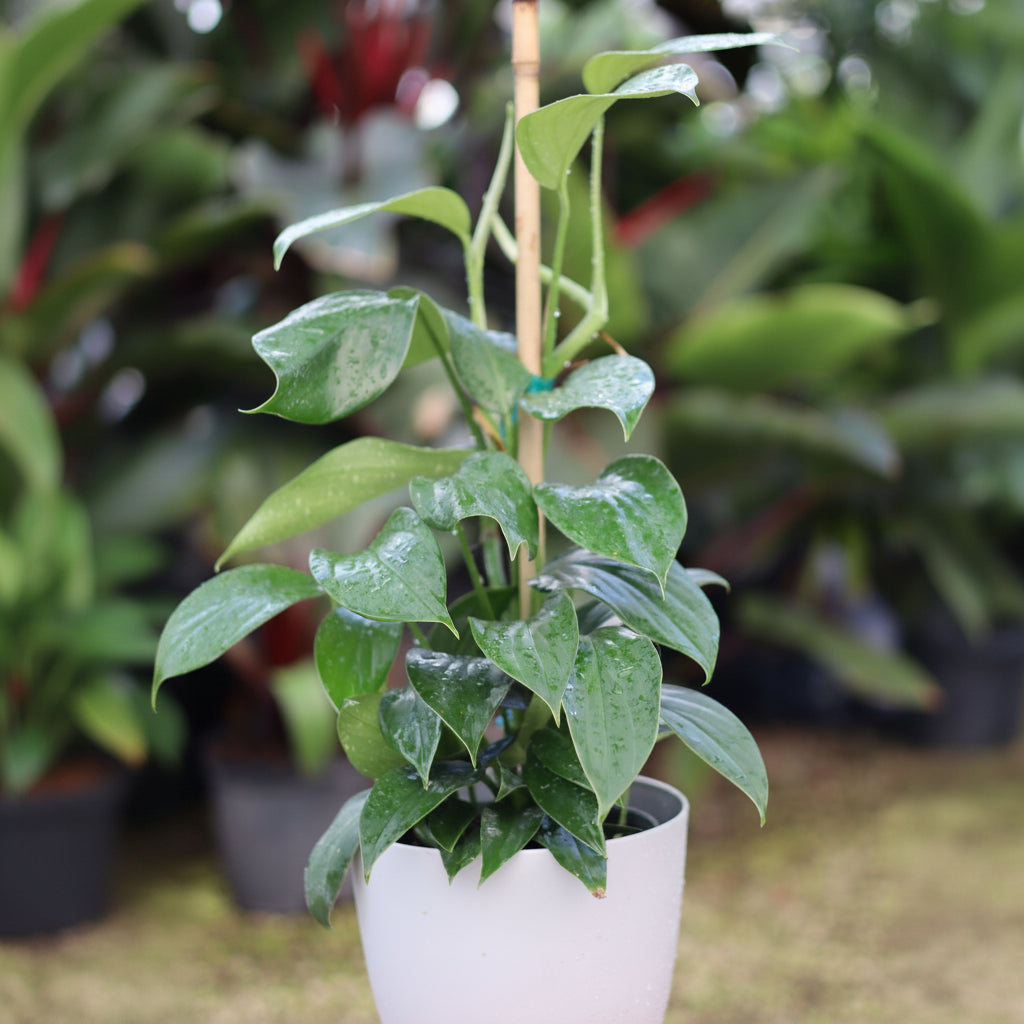 Philodendron Dragon Tail Trellis