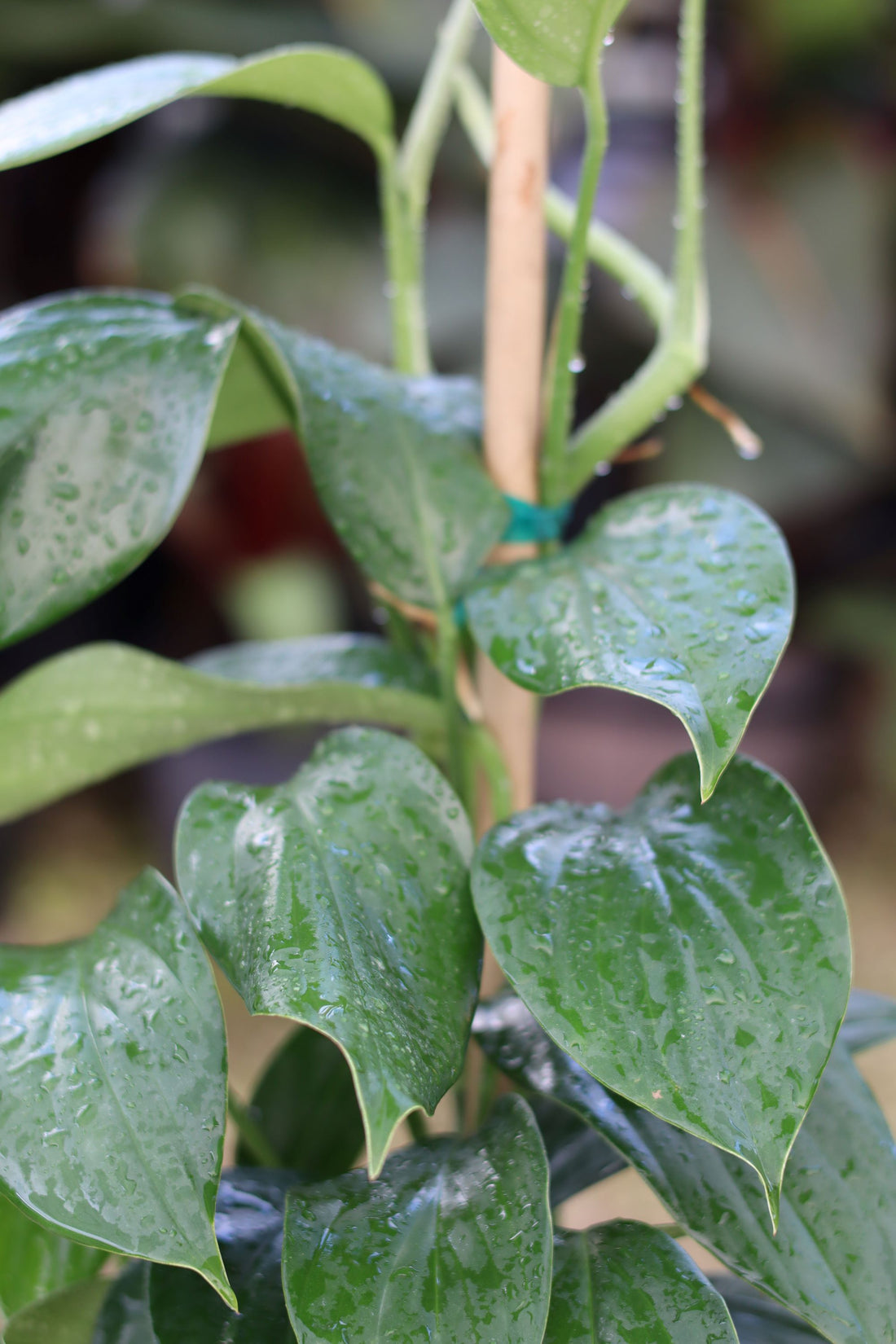 close view of Philodendron Dragon Tail Trellis